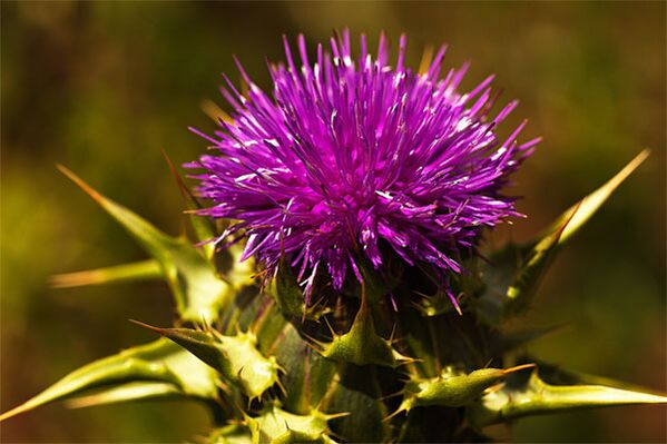 Thistle helps eliminate the lack of male hormones in the body